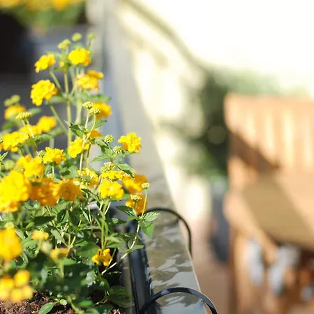 Almada Prime - Live In Oporto